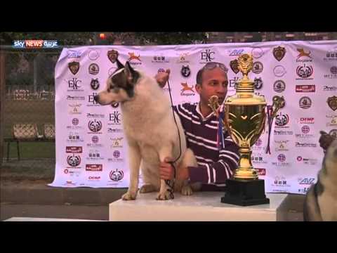 مسابقة أجمل كلب في القاهرة