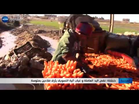 بالفيديو خنشلة يؤكد أنّ نقص اليد العاملة يؤرق فلاحين بمتوسة