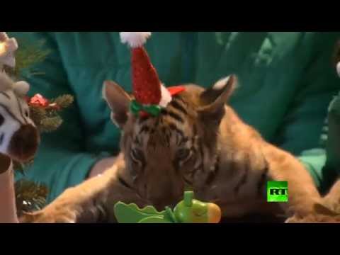 أشبال الأسود والنمور تبثّ روح أعياد الميلاد بين المواطنين