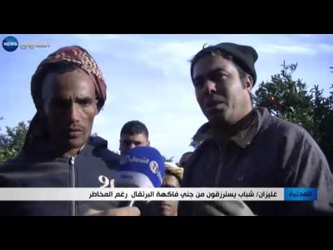 شباب يسترزقون من جني فاكهة البرتقال