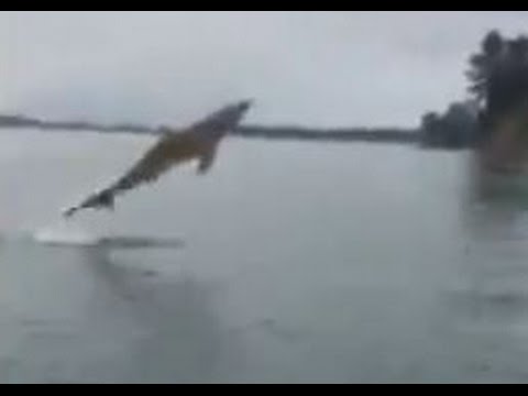 شاهد سمكة قرش تفاجئ شابين أثناء قيامهما برحلة صيد