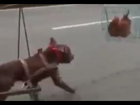 صينى يعلق دجاجة أمام كلب ليجر العربة بسرعة