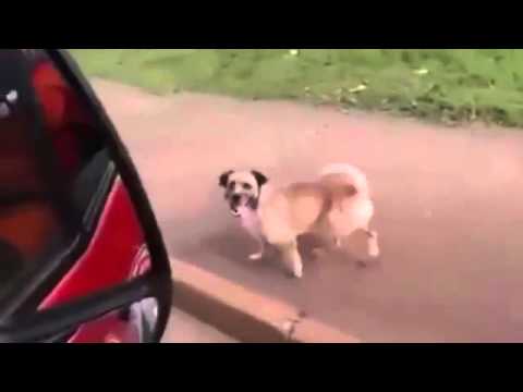 كلب يطارد سيارة إسعاف تحمل صاحبه