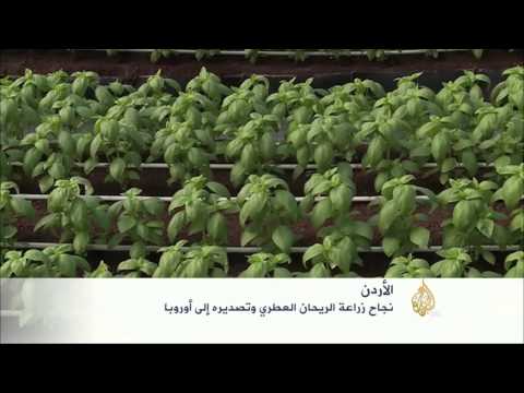 نجاح زراعة الريحان العطري في الأردن