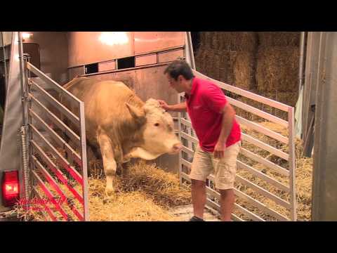 شاهد ثور يرقص من شدة الفرح