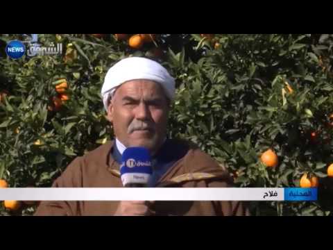 البرتقال المغربية تغزو السوق والفلاحون مستاؤون