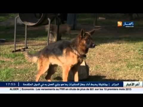 تربية و ترويض الكلاب خارج القانون