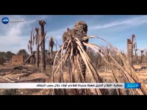 بالفيديو اقتلاع النخيل مهنة جديدة لفلاحي أولاد جلال  في بسكرة