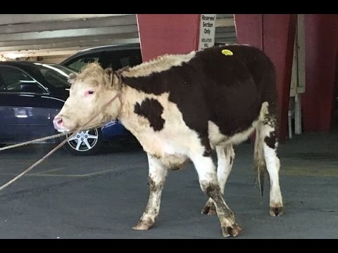 شاهدبقرة هاربة تثير فوضى