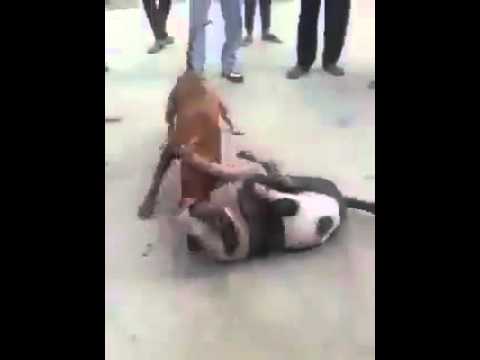 تداول فيديو لشباب في المنصورة يراهنون على مصارعة دموية للكلاب