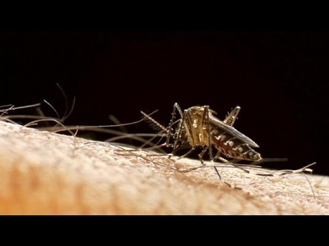 منظمة الصحة العالمية تُعلن الحرب على فيروس زيكا
