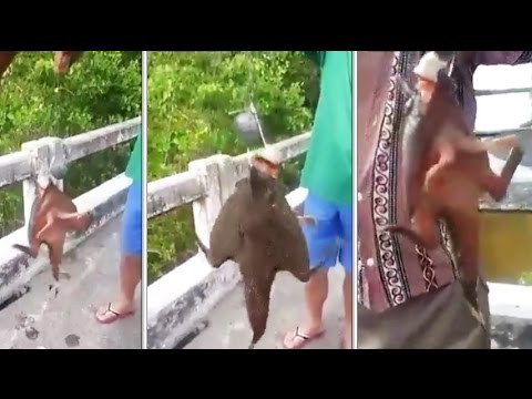 بالفيديو صياد تايلاندى يعثر على مخلوق غريب