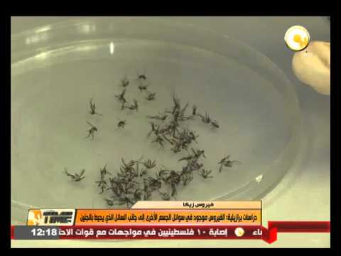 شاهد فيروس زيكا يوجد في سوائل الجسم الأخرى