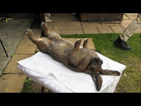 فيديو تصرف عجيب للأرنب عندما يوضع على ظهره