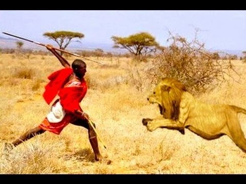 شاهد رجال يقاتلون الأسود ويسرقون طعامهم