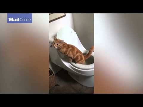 شاهد قطة تستخدم المرحاض تمامًا كالبشر