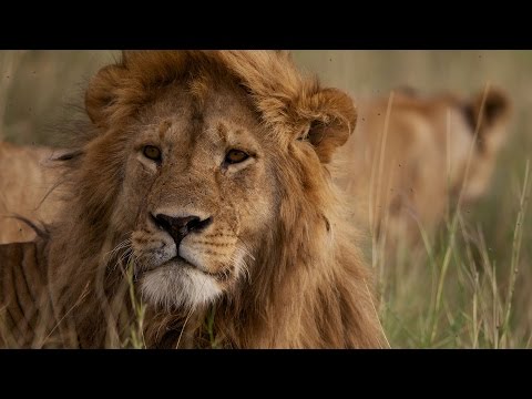 أضخم 5 حيوانات فى أفريقيا