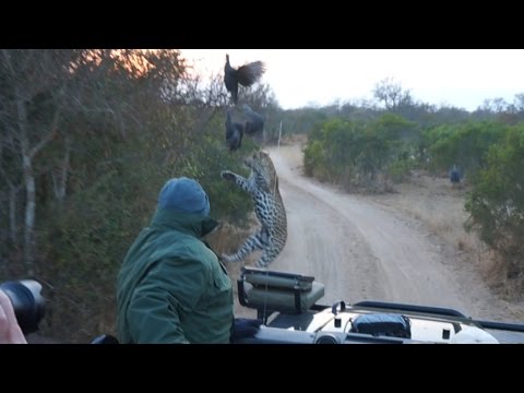 نمر يفاجئ مجموعة سياح بصيد طائر من أمام سيارتهم