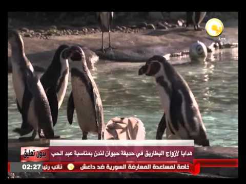 شاهد هدايا لأزواج البطاريق في حديقة حيوان لندن