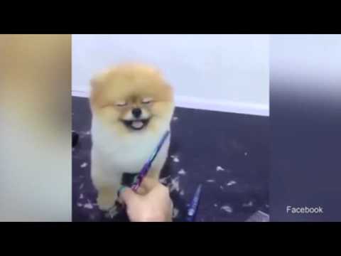 بالفيديو رد فعل «كلب» في أثناء قص شعره