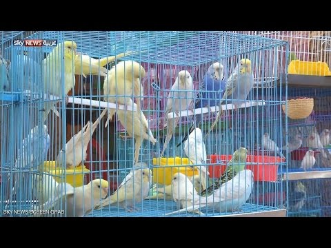 شاهد إطلاق أول معرض لطيور الزينة في الخرطوم