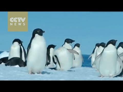 شاهد نفوق 150 ألف بطريق بعد ذوبان قطعة جليد من مستعمرتهم