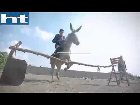 شاهدحمار يتحدى الخيول والفرسان في مصر 