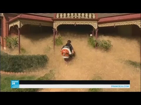 شاهد نبتة سريعة النمو في أستراليا