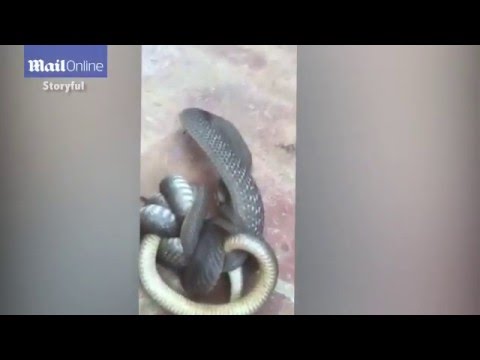 شاهد بالفيديو ثعبان قاتل يلتهم أخيه بعد معركة غريبة