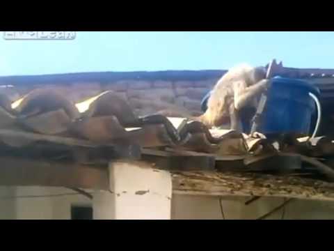 بالفيديو قرد مخمور يحدث فوضى داخل حانة في البرازيل