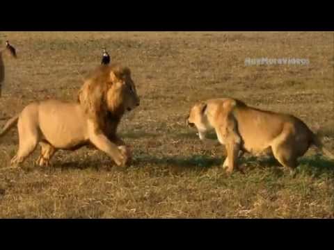 شاهد أروع وأقوى لقطات الافتراس في عالم الحيوان