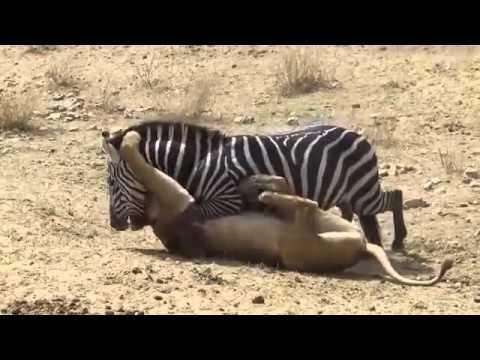 شاهد أفتك الحيوانات المفترسة