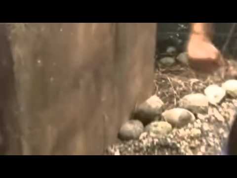 شاهد أقوى وأخطر لحظات هجوم الأفاعي والثعابين