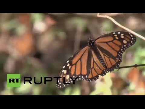 ملايين الفراشات الملكية في محمية روزاري في المكسيك