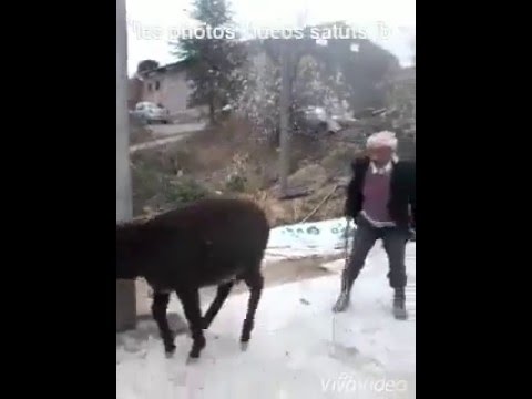 فيديو رجل جزائري يعتدي على حمارين بطريقة وحشية