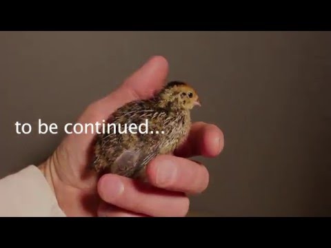 شاهد كيف حول رجل بيضا اشتراه من متجر لكتاكيت