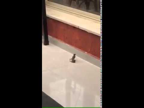 شاهد عصفور يجري الإسعافات الأولية لصديقه فاقد الوعي