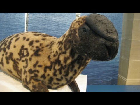 حيوانات لا تعرف بوجودها حقا