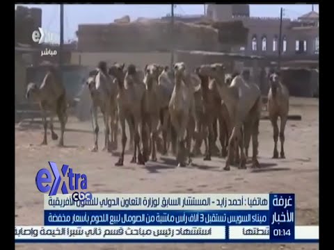 ميناء السويس يستقبل 3 آلاف رأس ماشية من الصومال