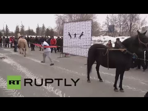 بالفيديو  أقوى رجل في روسيا يسجل رقما قياسيا