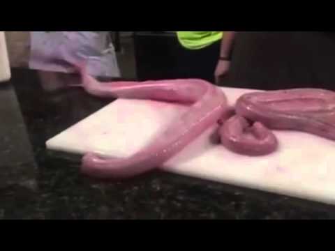 بالفيديو أفعى بلا رأس أو أحشاء تهاجم طباخا 