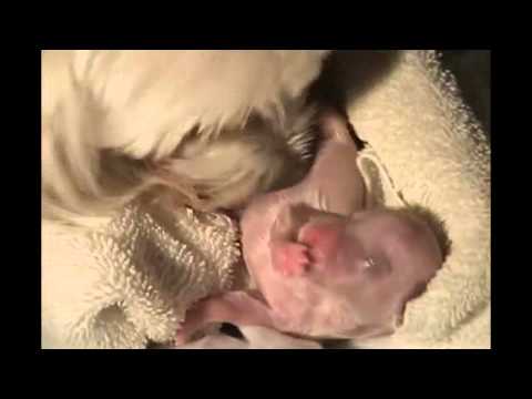 شاهد لحظات مؤثرة لولادة كلب