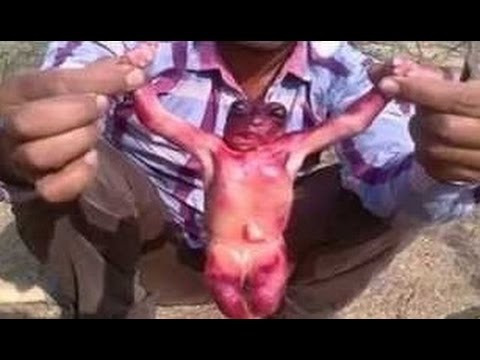 العثور على مخلوق غريب وعجيب في الهند 