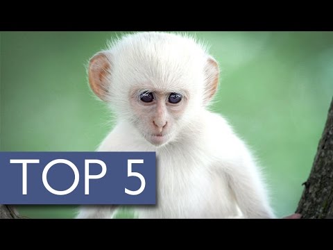 شاهد أشهر 5 حيوانات شقراء ونادرة في العالم