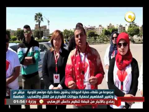 نشطاء يدشنون حملة لحماية حيوانات الشوارع من القتل