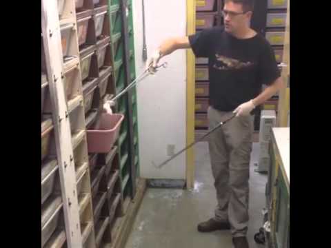 شاهد كيف يتم تربية الكوبرا منزليًا