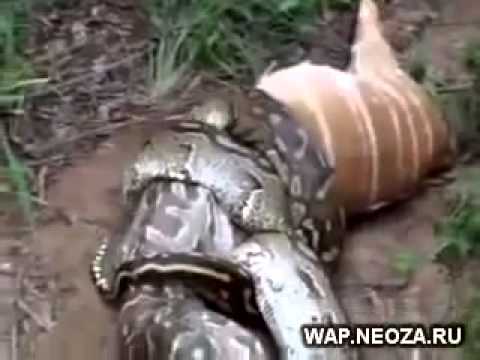 أناكوندا عملاقة تبتلع حصانًا