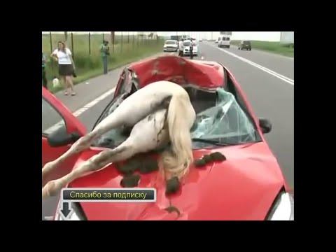 سيارات تصطدم في الحيوانات