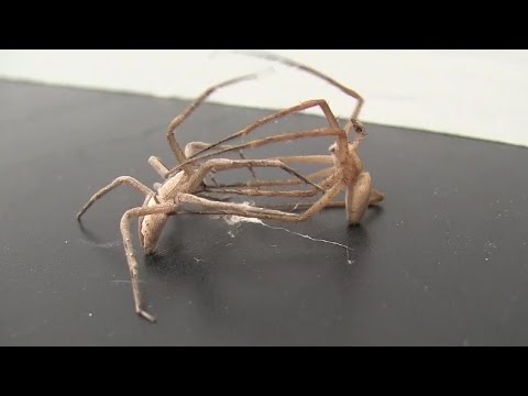 شاهد عنكبوت يربط أرجل أنثى ليتزوجها