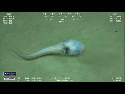 العثور على سمكة غريبة تشبه الكائنات الفضائية